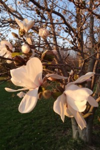 Magnolia blossoms March 2012 Finger Lakes