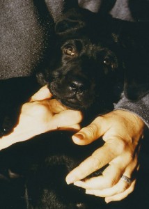 Ring on the hand that held puppy Leo, 1995