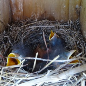 bluebird nestlings