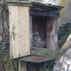 Little Owl sunning in broken nesting box (photo by A.M Ackermann)