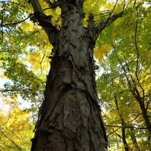 Hictory tree in autumn