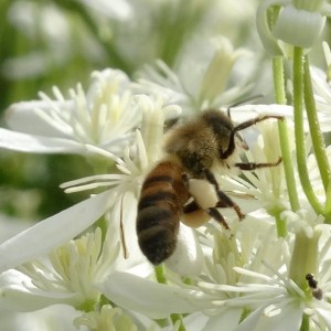 Honeybee in autumn clematis