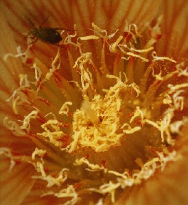 yellow flower with a bug