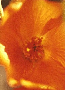 orange poppy blossom