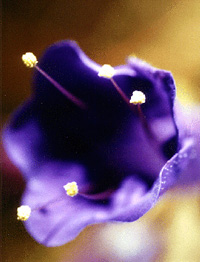 A photo of a flower by Elaine Mansfield's late husband, Vic Mansfield