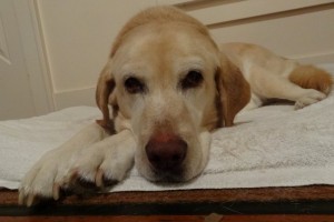 Daisy Dog's Last Days