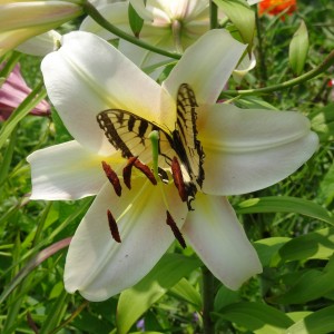 Swallowtail and Lily