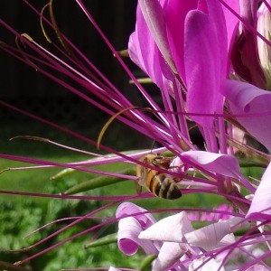 Honeybee in Cleome