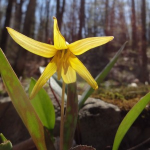 Trout lily, an early spring ephemeral