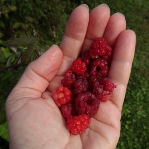 Fall raspberries