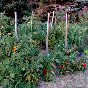 Tomatoes and peppers
