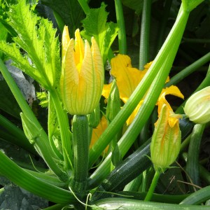 Zucchini flowers