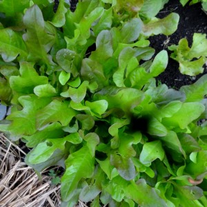 Early lettuce