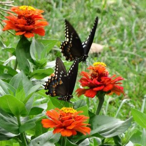 Black Swallowtails