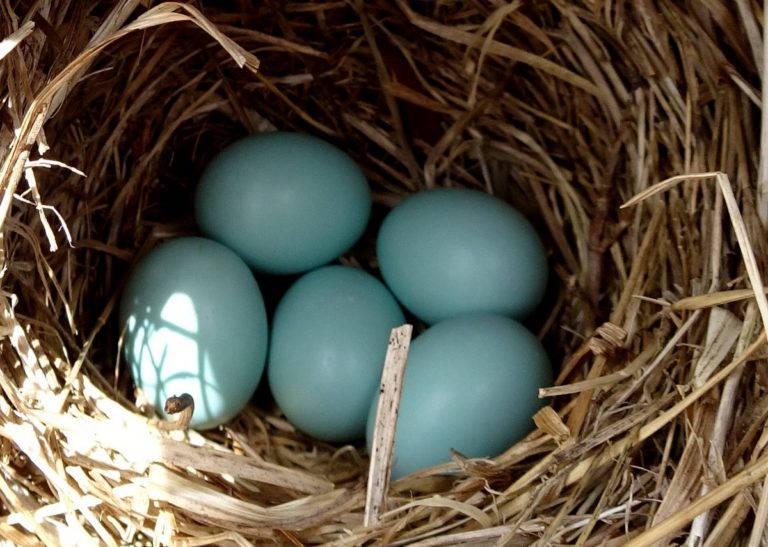 bluebird eggs 5 - Elaine Mansfield