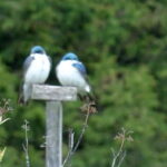 Tree Swallow Teachings: Soaring Persistence and Fearless Love