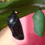 Somersaulting into Life: A Monarch Butterfly Birth (in Photos)