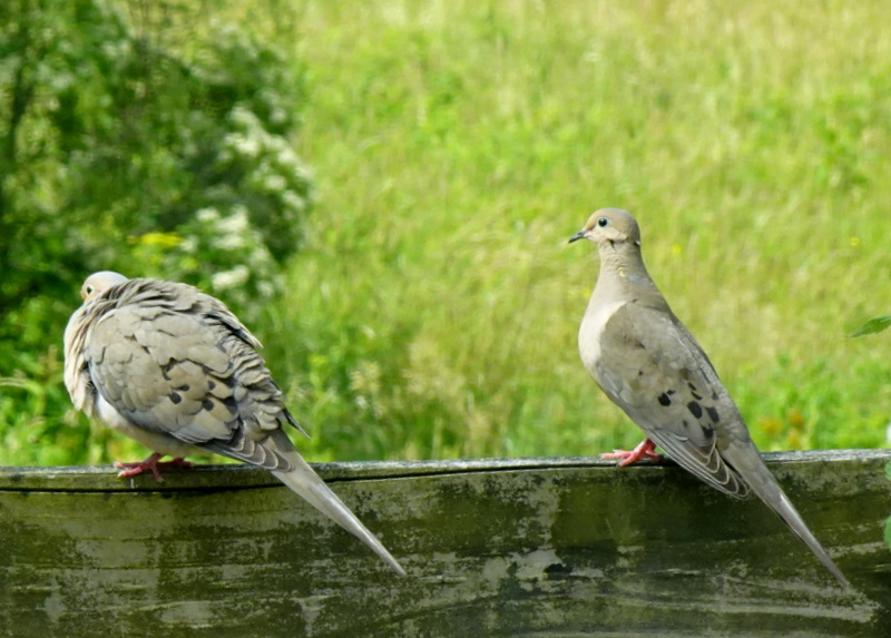 The Courtship of Aphrodite’s Doves