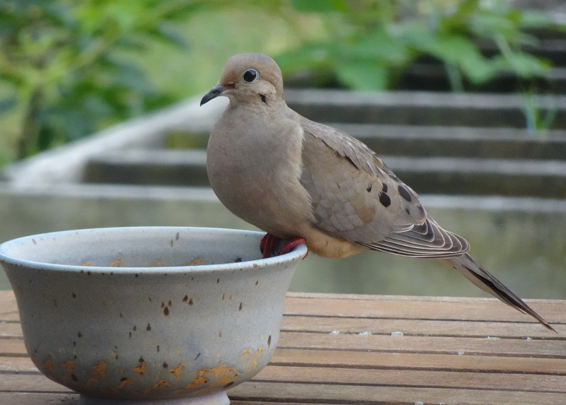 Mourning Doves Became My Guardian Angels
