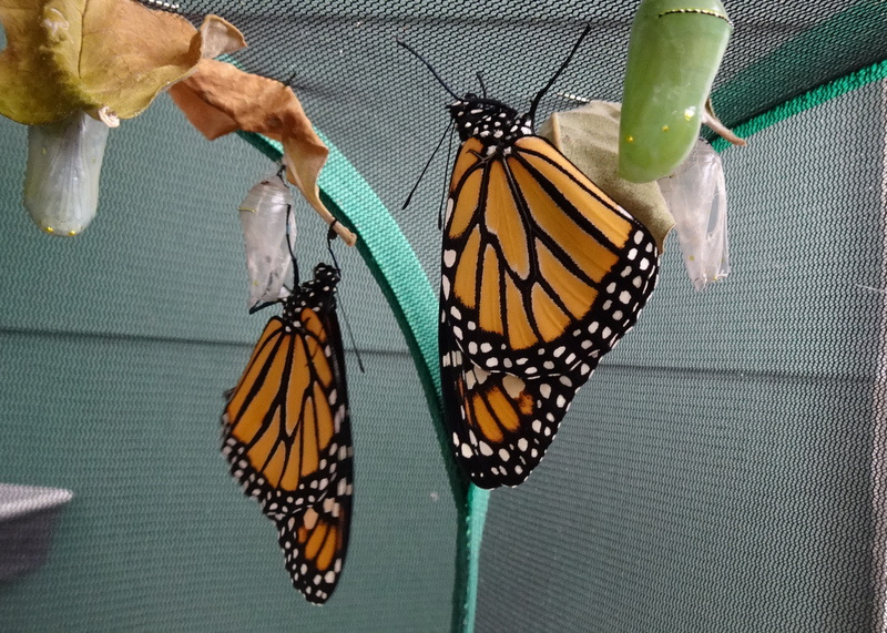 Monarch Survivors in a World of Climate Change