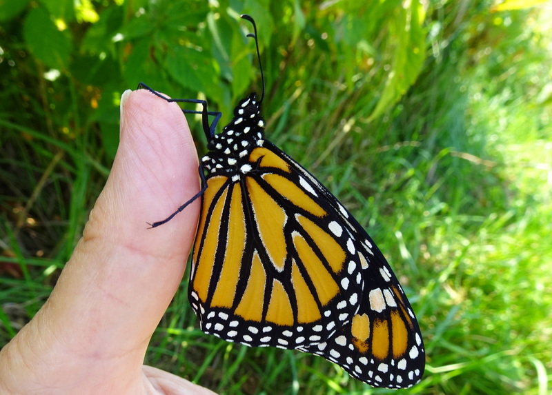 Monarchs Teach Me to Trust the Cycle of Life